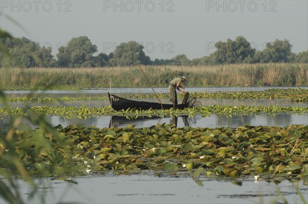 ROMANIA, Tulcea, Danube Delta Biosphere Reserve, Professional fisherman in canoe on Lake Isac checking his nets among water lily pads of the genus Lilium family