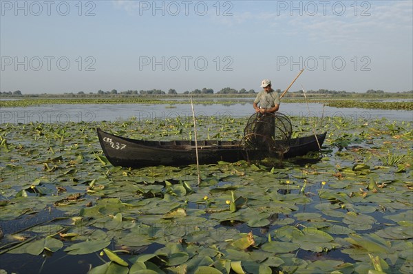 ROMANIA, Tulcea, Danube Delta Biosphere Reserve, Professional fisherman in canoe on Lake Isac checking his nets among water lily pads of the genus Lilium family