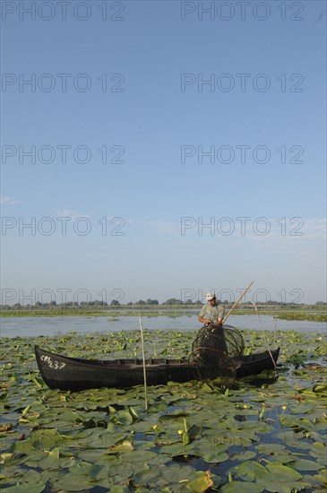 ROMANIA, Tulcea, Danube Delta Biosphere Reserve, Professional fisherman in canoe on Lake Isac checking his nets among water lily pads of the genus Lilium family