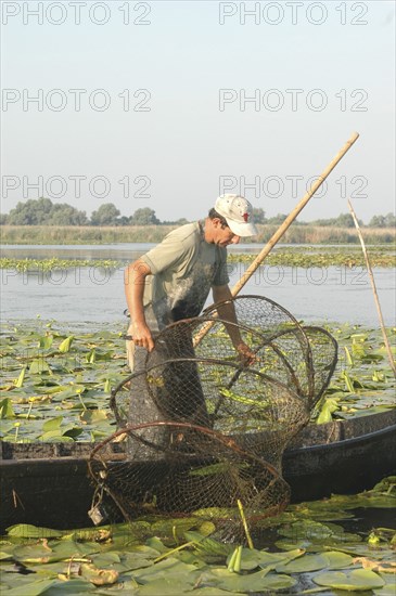 ROMANIA, Tulcea, Danube Delta Biosphere Reserve, Professional fisherman in canoe on Lake Isac checking his nets among water lily pads of the genus Lilium family