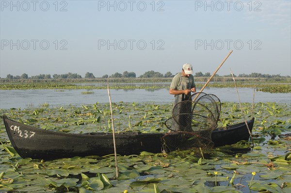 ROMANIA, Tulcea, Danube Delta Biosphere Reserve, Professional fisherman in canoe on Lake Isac repairing his net among water lily pads of the genus Lilium family