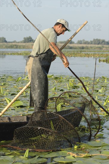 ROMANIA, Tulcea, Danube Delta Biosphere Reserve, Professional fisherman in canoe on Lake Isac checking his nets among water lily pads of the genus Lilium family