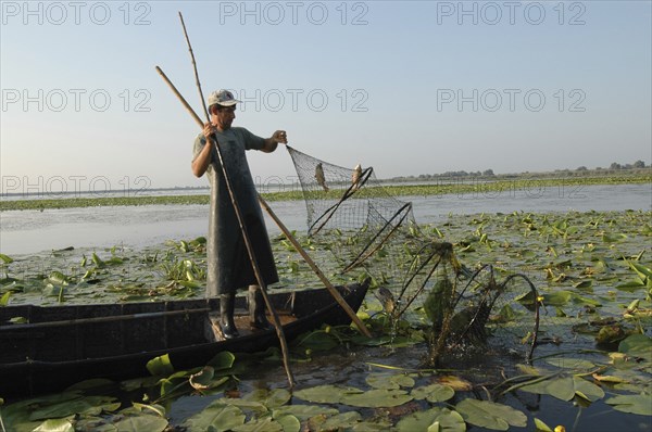 ROMANIA, Tulcea, Danube Delta Biosphere Reserve, Professional fisherman in canoe on Lake Isac checking his nets among water lily pads of the genus Lilium family