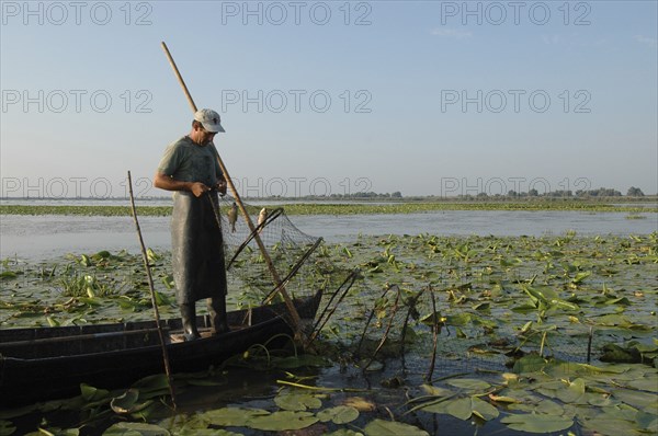 ROMANIA, Tulcea, Danube Delta Biosphere Reserve, Professional fisherman in canoe on Lake Isac checking his nets among water lily pads of the genus Lilium family