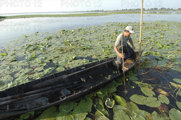 ROMANIA, Tulcea, Danube Delta Biosphere Reserve, Professional fisherman in canoe on Lake Isac checking his nets among water lily pads of the genus Lilium family