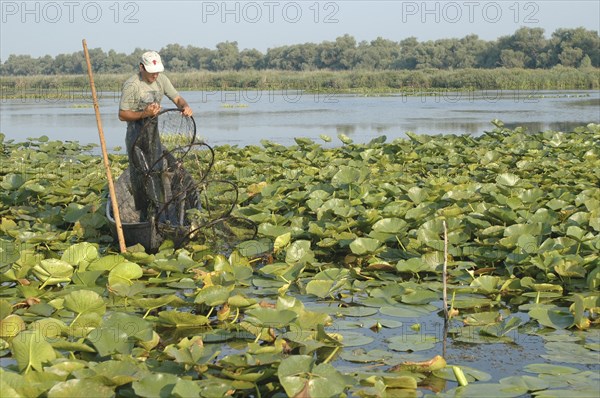 ROMANIA, Tulcea, Danube Delta Biosphere Reserve, Professional fisherman in canoe on Lake Isac checking his nets among water lily pads of the genus Lilium family