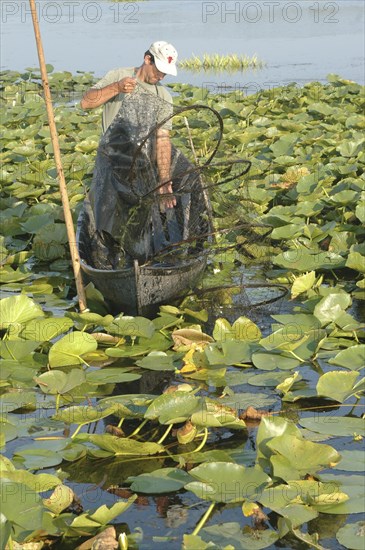 ROMANIA, Tulcea, Danube Delta Biosphere Reserve, Professional fisherman in canoe on Lake Isac checking his nets among water lily pads of the genus Lilium family