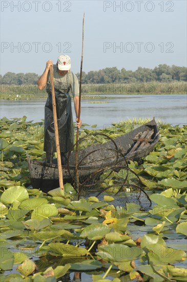 ROMANIA, Tulcea, Danube Delta Biosphere Reserve, Professional fisherman in canoe on Lake Isac checking his nets among water lily pads of the genus Lilium family