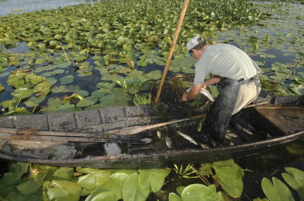 ROMANIA, Tulcea, Danube Delta Biosphere Reserve, Professional fisherman in canoe on Lake Isac checking his nets among water lily pads of the genus Lilium family