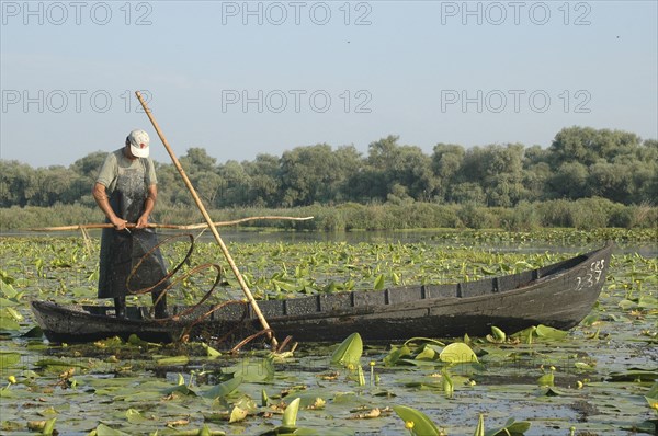 ROMANIA, Tulcea, Danube Delta Biosphere Reserve, Professional fisherman in canoe on Lake Isac checking his nets among water lily pads of the genus Lilium family