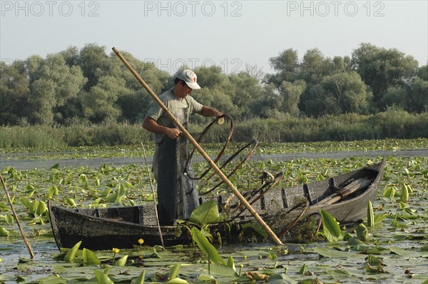 ROMANIA, Tulcea, Danube Delta Biosphere Reserve, Professional fisherman in canoe on Lake Isac checking his nets among water lily pads of the genus Lilium family