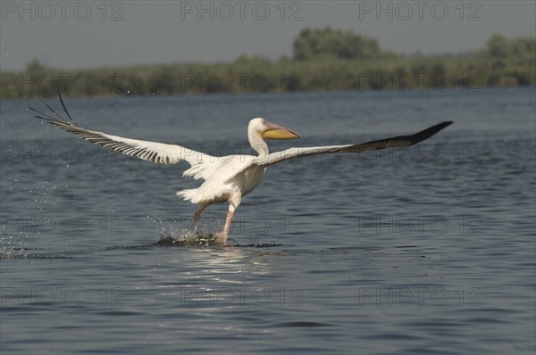 ROMANIA, Tulcea, Danube Delta Biosphere Reserve, Pelican taking off and flying low over lake Fortuna