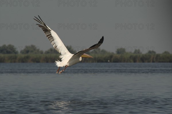 ROMANIA, Tulcea, Danube Delta Biosphere Reserve, Pelican taking off and flying low over lake Fortuna