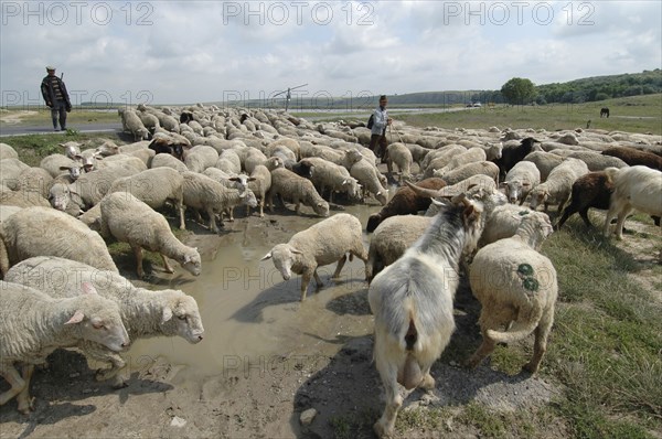 ROMANIA, Northern Dobtuja, Harsova, Herd of sheep drinking from water filled mud pool