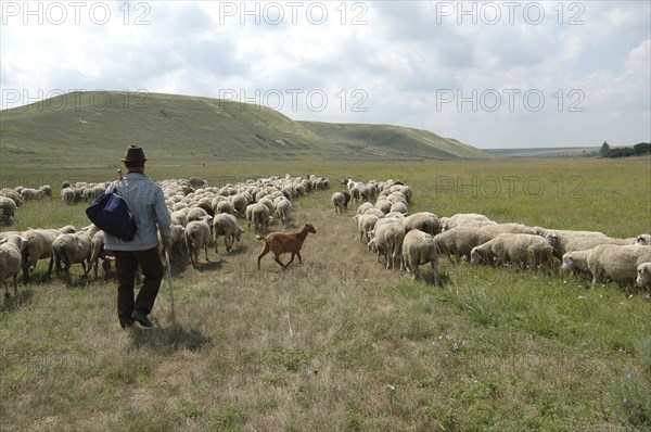 ROMANIA, Northern Dobtuja, Harsova, Sheperd with herd of sheep in the open hilly landscape