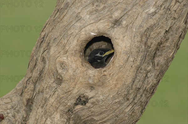 ROMANIA, Tulcea, Danube Delta, Bird nesting in tree trunk hole