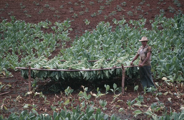 CUBA, Pinar del Rio, Farm worker standing by drying Tobacco leaves