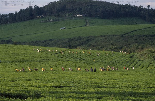 UGANDA, Agriculture, View over tea plantation with workers in a field.