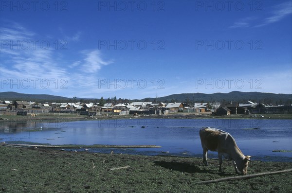 RUSSIA, Siberia, Lake Baikal, Khuzir village on lake shore with cow grazing in the foreground.
