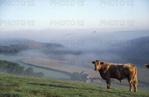 ENGLAND, Cornwall, Farming, Rural landscape and farm buildings in early morning mist with bullock standing in foreground.