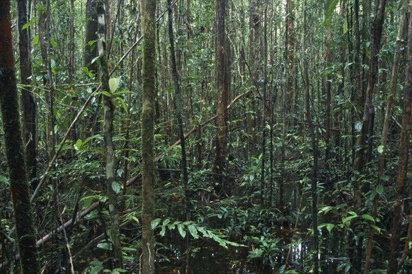 MALAYSIA, Sarawak, Gunung Mulu N. Park, Rainforest interior.