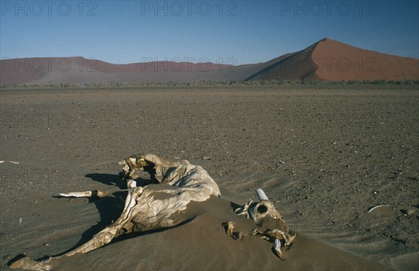 NAMIBIA, Namib Desert, Sossusvlei, Oryx Corpse in the foreground with red sand dunes in the distance