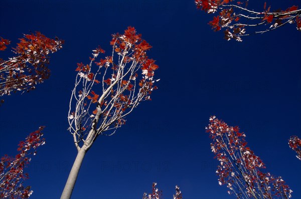 CHINA, Tibet, Near Gongkar, View looking up through maple trees