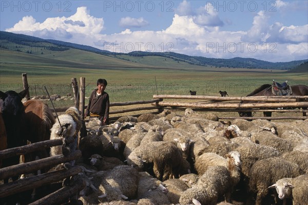 MONGOLIA, Amerbayasgalant, Agriculture, Boy at ger settlement with flock of sheep