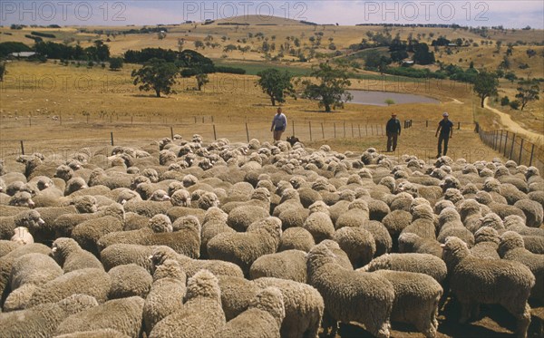 AUSTRALIA, Western, Farming, Massed sheep on large ranch