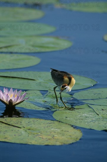 BOTSWANA, Okavango Delta, Lesser Jacana walking on lilly pads