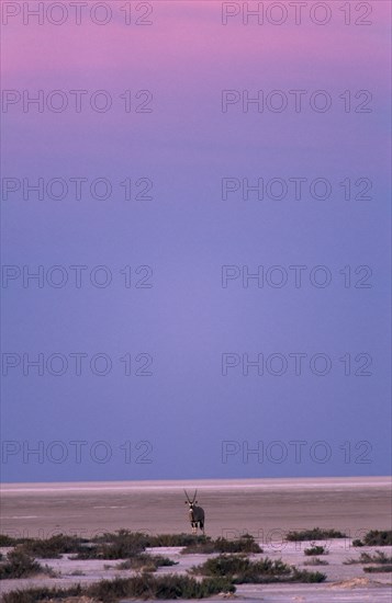 ANIMALS, Oryx, Gemsbok-pan point ( Oryx Gazella ) standing in the empty desert landscape in pink evening light.