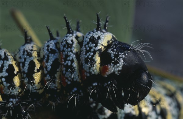 NATURAL HISTORY, Worms, Mopane worms ( Imbrasia belina ).