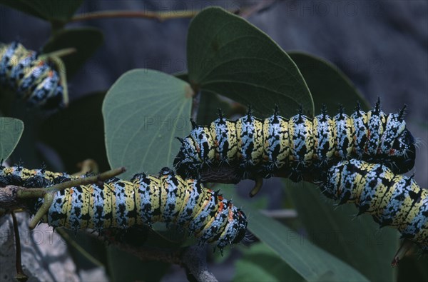 NATURAL HISTORY, Worms, Mopane worms ( Imbrasia belina ) crawling over leaves.