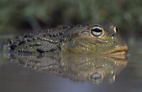 NATURAL HISTORY, Frogs, Close up view of a Bullfrog ( Pyxicephalus edulis ) partially submerged in water.