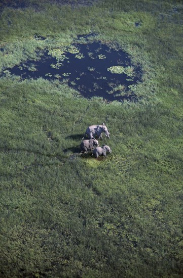 ANIMALS, Big Game, Elephants, Aerial view looking down on Elephants ( Loxodonta africana ) in Okavango.