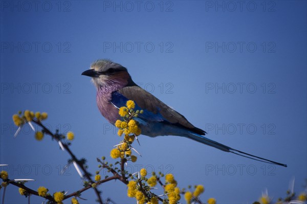 BIRDS, Perched, Small, Single Lilac breasted Roller ( Coracias caudata ) perched on a branch.