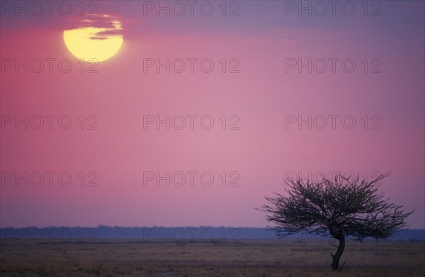 NAMIBIA, Landscape, Savannah sunrise with single tree in the foreground and sun rising in to a pink sky.