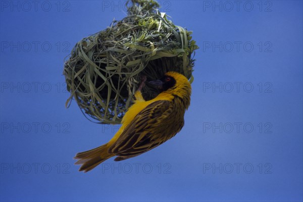 BIRDS, Nesting, Masked Weaver perched upsidedown on hanging nest made from bits of grass weaved together.
