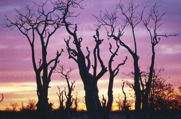 NAMIBIA, Landscape, Ghost trees silhouetted by pink and golden sunset.