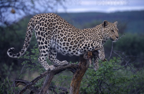 ANIMALS, Big Cats, Leopard, Leopard standing on a tree branch in Namibia.