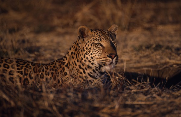 ANIMALS, Big Cats, Leopard, Leopard lying on the ground in Namibia.