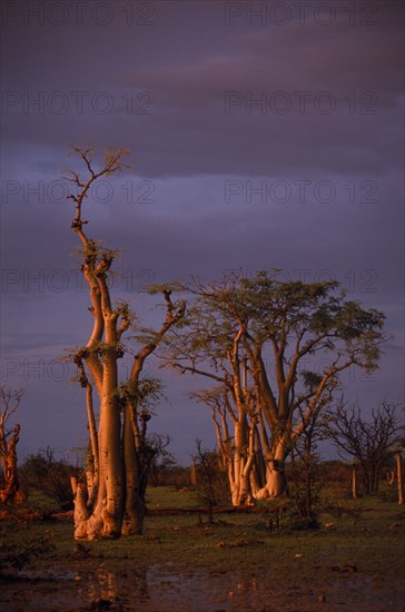 NAMIBIA, Etosha National Park, Ghost forest trees in warm evening light against dramatic stormy sky.