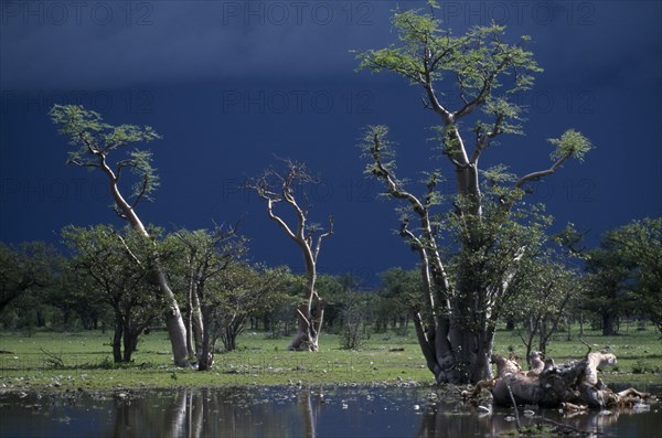 NAMIBIA, Etosha National Park, Ghost forest trees seen against dark stormy sky.