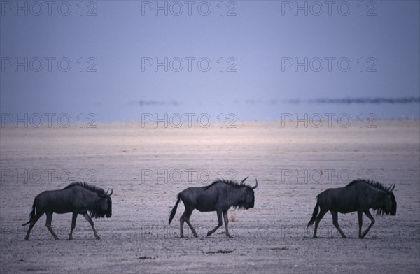 ANIMALS, Big Game, Wildebeest, "Three Blue Wildebeest on the Etosha Pan in Etosha National Park, Namibia."