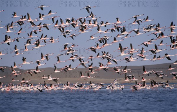 WILDLIFE, Birds, Flamingoes, "Mass of birds in flight over salt pans in Walvis Bay , Namibia."