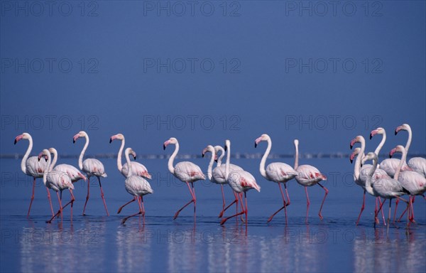 WILDLIFE, Birds, Flamingoes, "Colony of birds wading in shallow water of salt pans in Walvis Bay, Namibia."