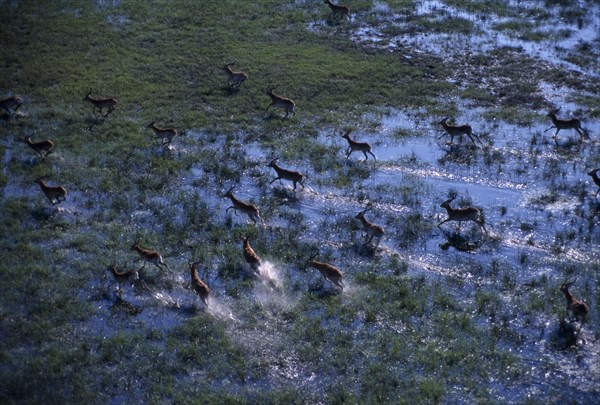 WILDLIFE, Antelope, Red Lechwe, Aerial view looking down on herd running through watery landscape of the Okavango Delta in Botswana.