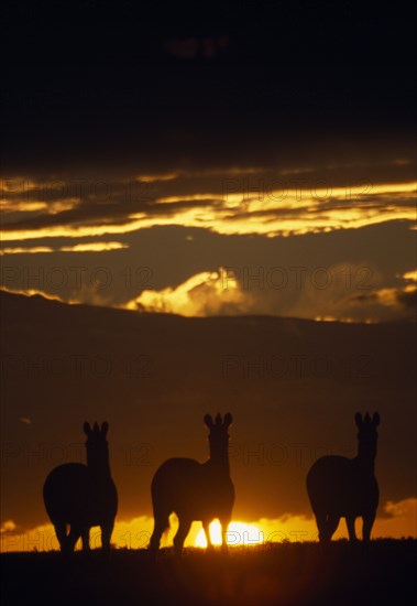 WILDLIFE, Big Game , Zebra, "Three zebra silhouetted against golden sunset on the great plains in Etosha, Namibia."