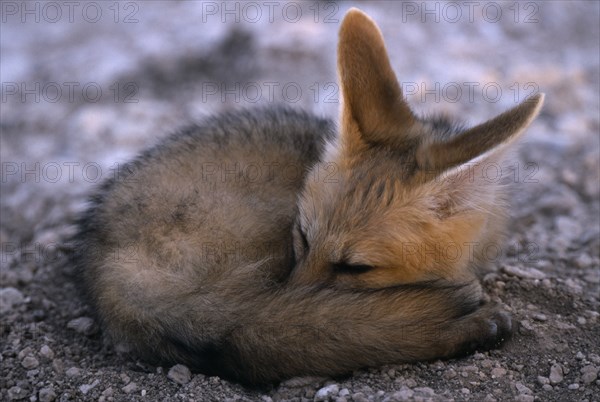 WILDLIFE, Wild Dogs, Foxes, "Cape Fox pup in Etosha, Namibia, curled up waiting at the den for the parents to return."