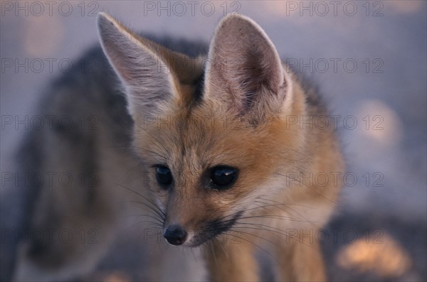 WILDLIFE, Wild Dogs, Foxes, "Cape Fox pup in Etosha, Namibia, waiting at the den for the parents to return."
